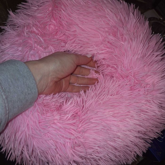 Легло за коте или мини порода куче