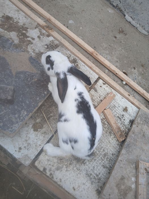 Quyonlar sotiladi 2 ta moda   1 ta nar modalar bo'g'oz narxi 300 ming.