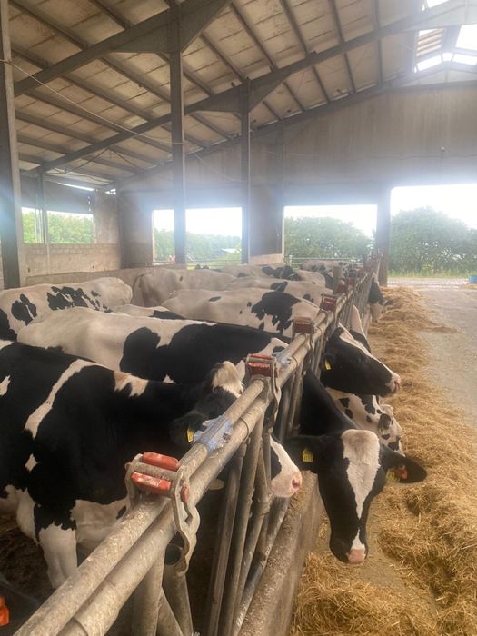 Vaci Juninci Holstein Baltata