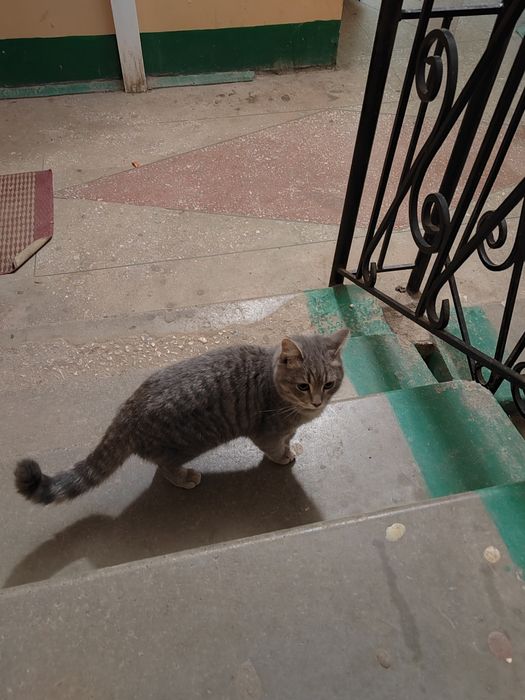 Заберите кошку даром