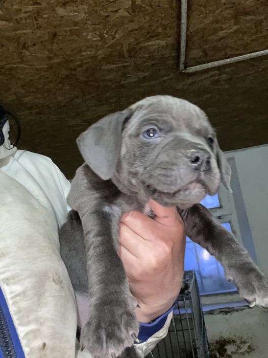 Американский булли