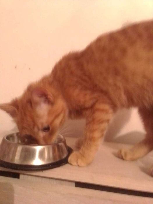 Котенок, мальчик