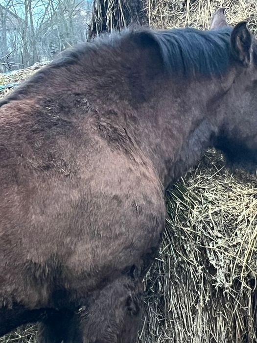 Manz de vanzare Igriș