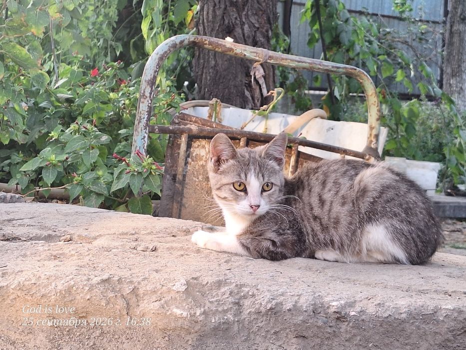 Отдам котят в добрые руки