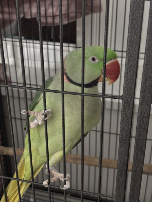 Papagal marele alexandru