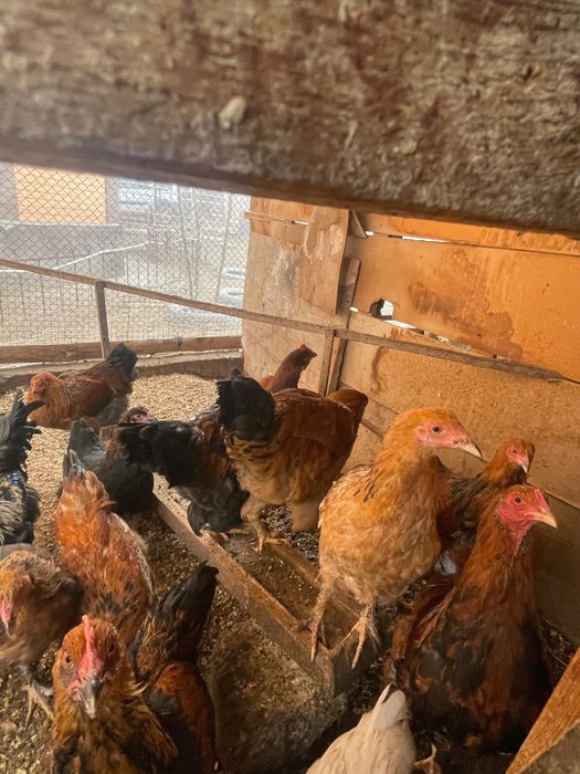 Петух. Балапан атештер сатылады