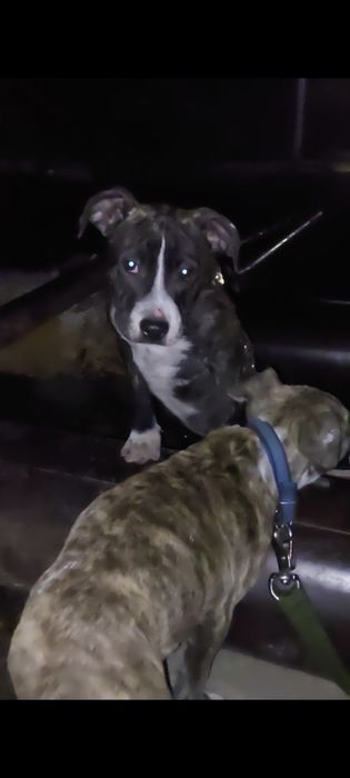 Стаффордширский терьер