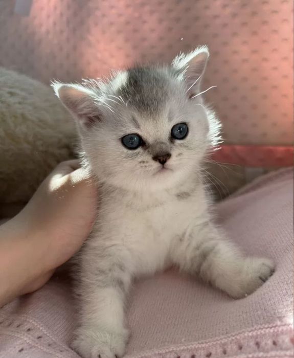 Мальчики шиншиллы 1.5 мес