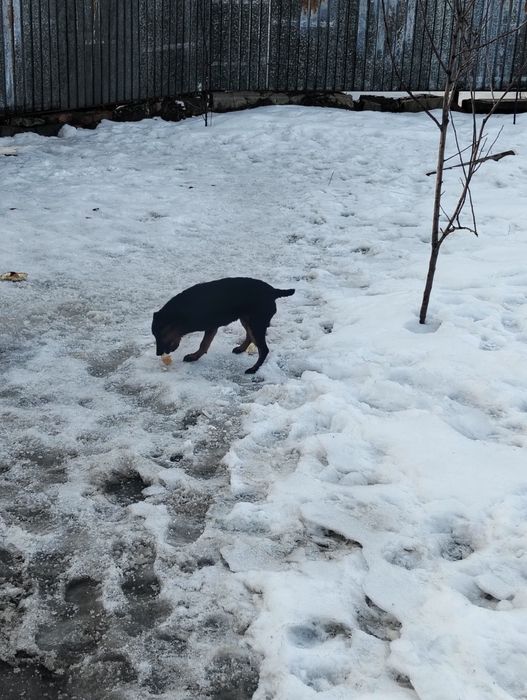 Продам Ягдтерьер