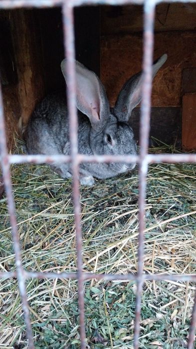 Vând iepuri uriaș albastru