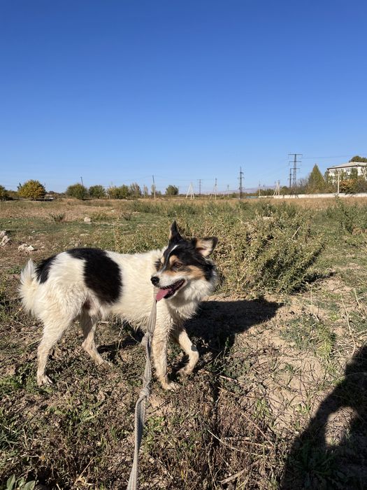Грю ищет дом!И самого доброго хозяина!