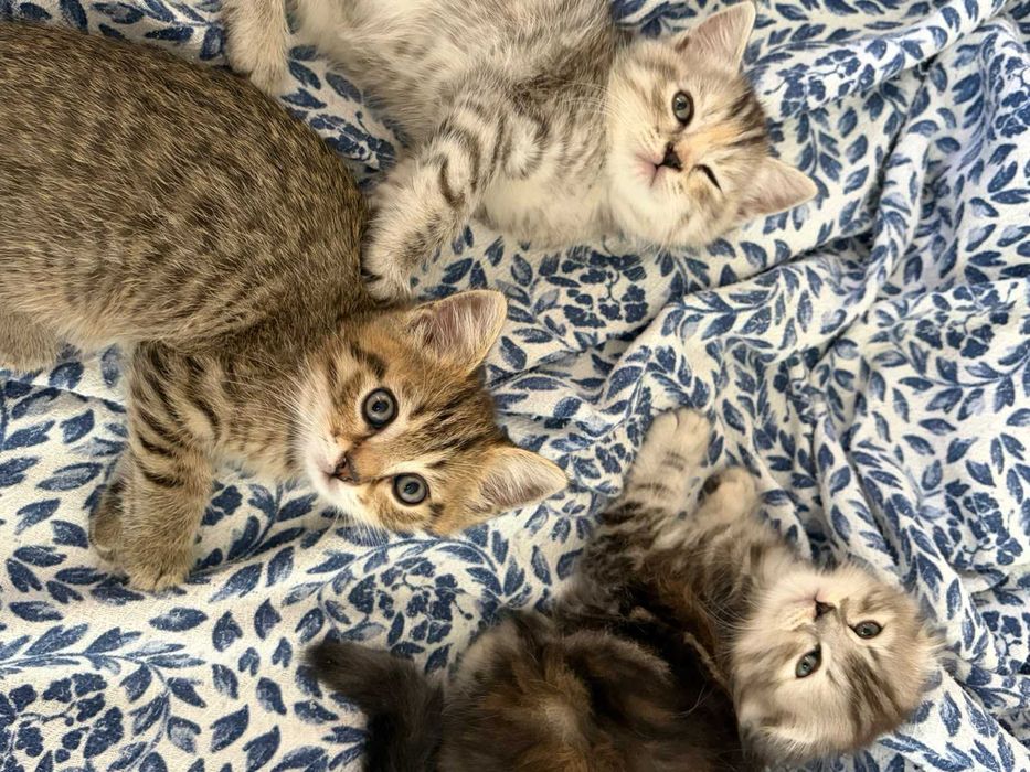 котенок в добрые руки