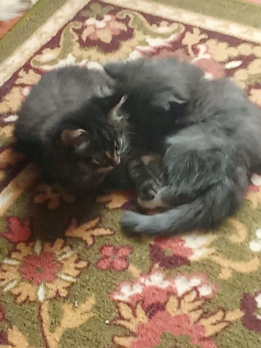 Котята  в добрые руки