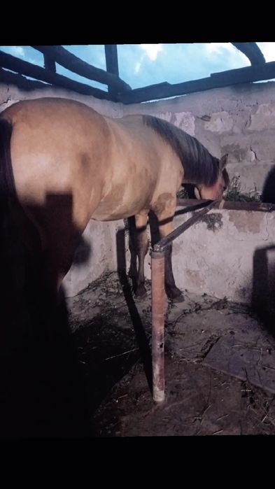 Vand vârstă 2 ani ,,.
