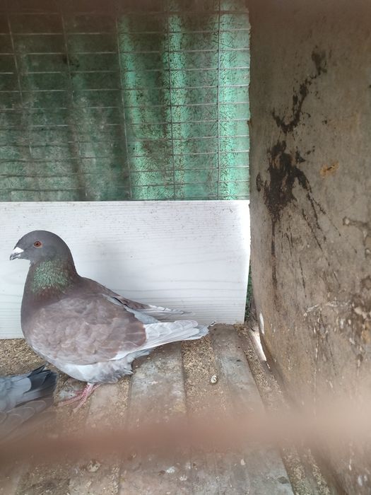 Standard si jucători, mătase japoneză