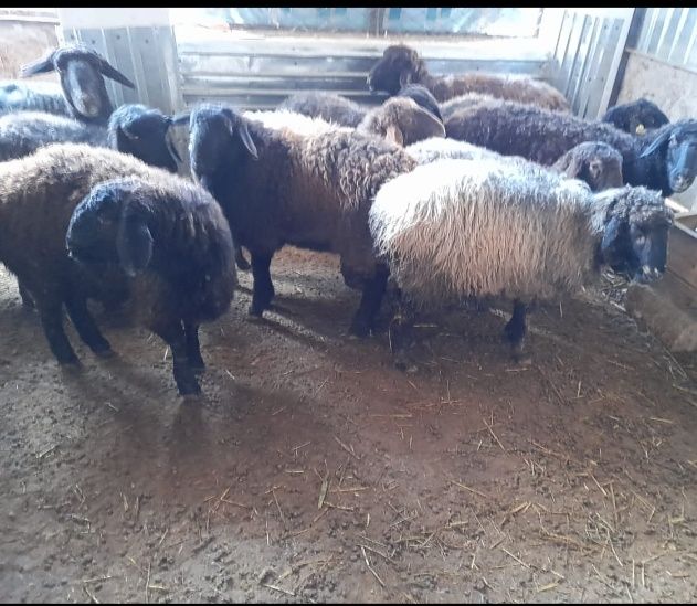 Кои токты бар сатылатын