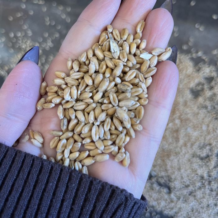 Сечка, ячмень пшеница, овес