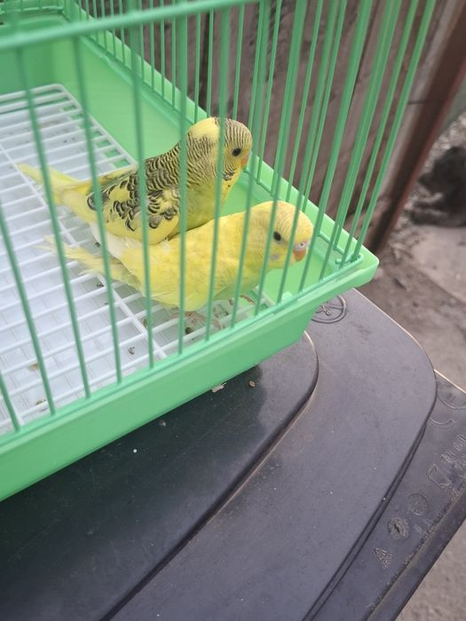 Vând pui papagali peruși+colivie nouă