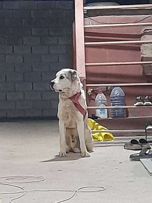 Тоза конли алабай сотилади ёши 1 ёш жуда акилли