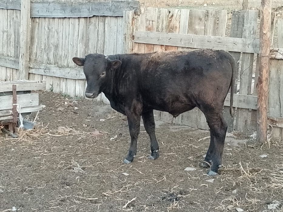 Продам бычка 6 месяцев,