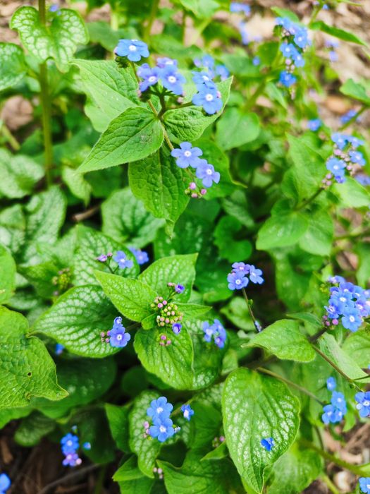 Продам Брунеру .