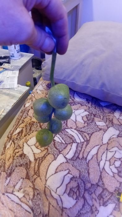 Орех Зеленый Грецкий продам