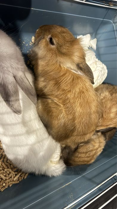 кролики 3 месяца