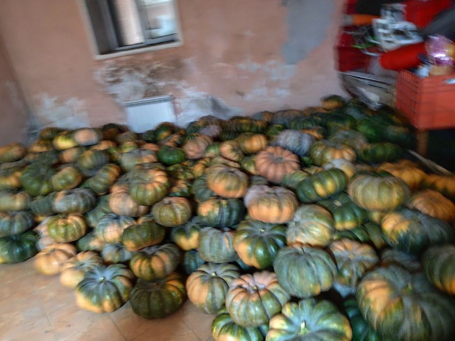 Тыква не кормовая для мант оптом