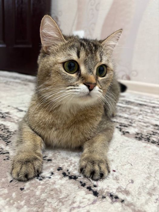 Skotish Fold Shinshilla Mushugi Sotiladi