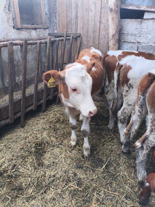 продам тёлок симментальской породы