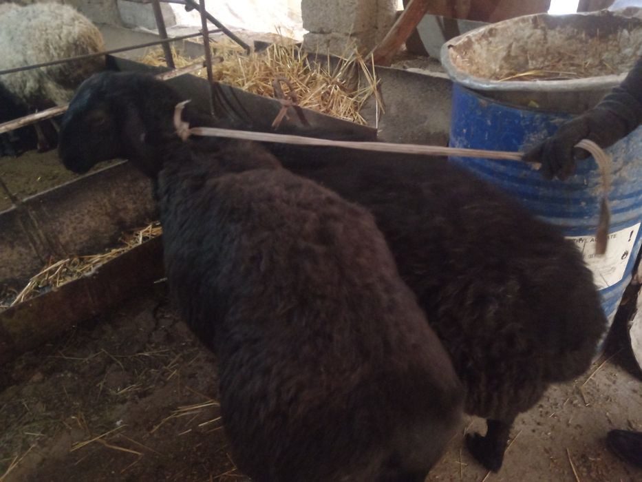 Sogliq bogoz Nasldor yirik qoylar urgochi койлар богоз  соглик наслдлр