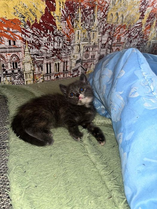 Отдам в хорошие руки