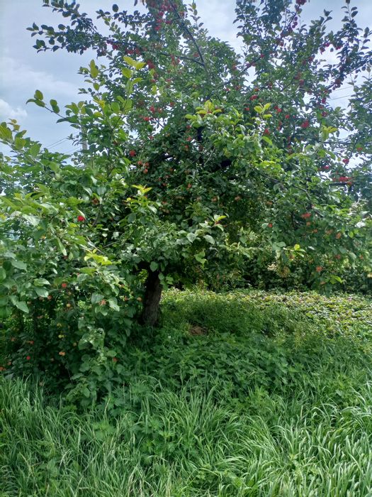 Продам дом и все, что в нем!