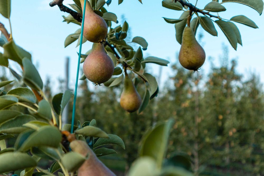 Продава се Земеделски имот в с. Братово, Област Бургас -  кв.м за 9211 €/дка - Снимка #13