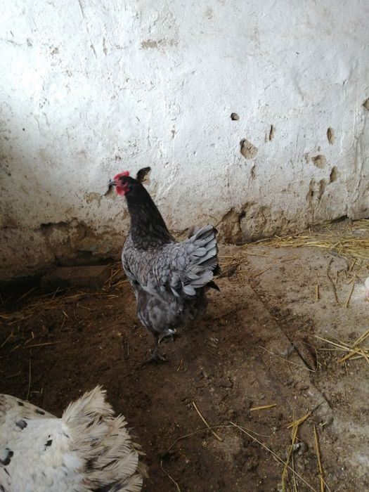 Oua australorp sphles și albastru