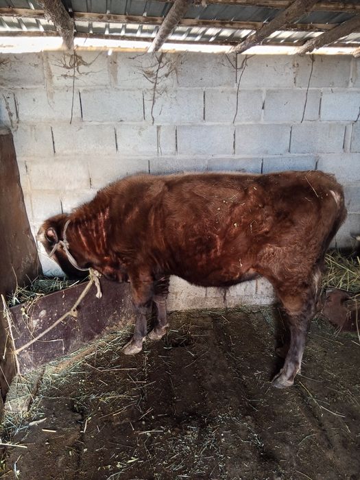 Продам бык 1.5 года