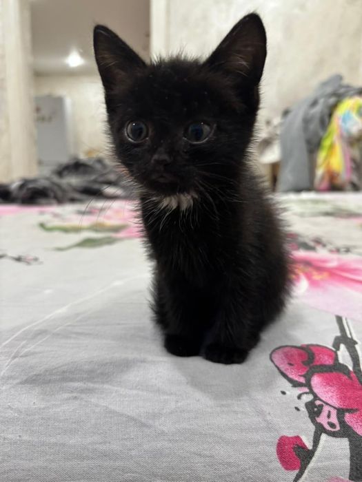 Отдам котят бесплатно мальчик и девочка