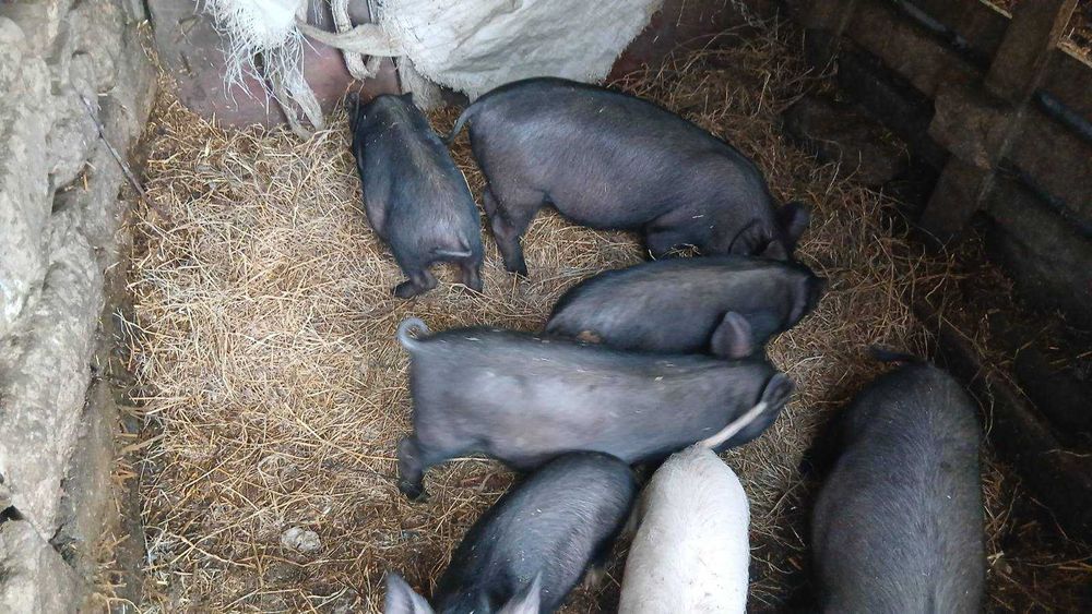 Продавам виетнамски и бяла българска порода прасета