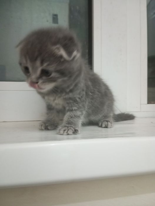 Продаются вислоухие котята скоттиш фолд 500000 тысяч сум