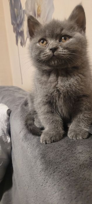 Британски котенца