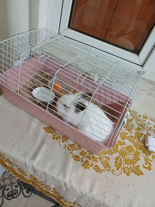 Продаётся кролик