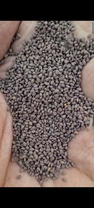 Жоңышқа ұрығы. Семена Люцерны