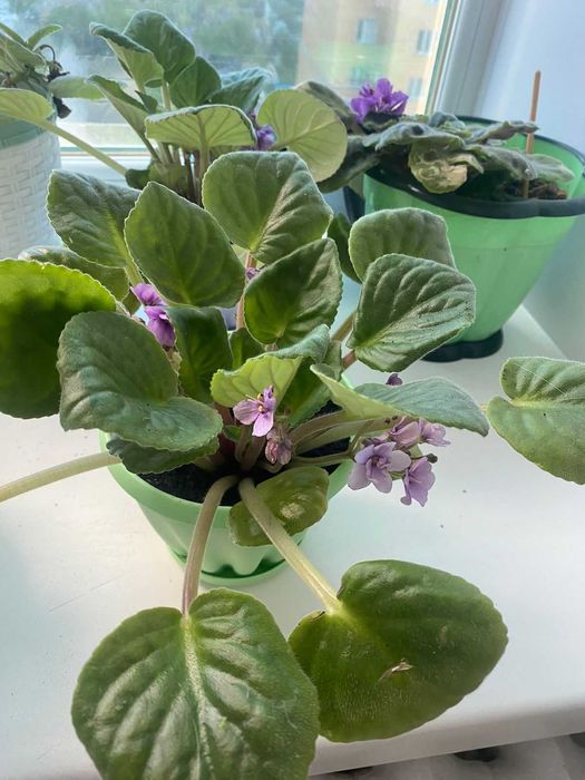 Продам комнатные цветы