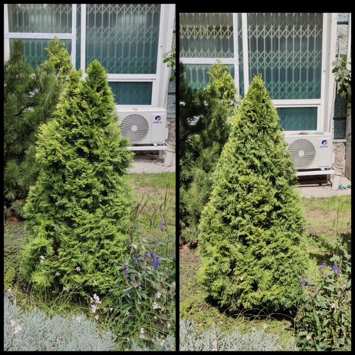 Услуги садовника