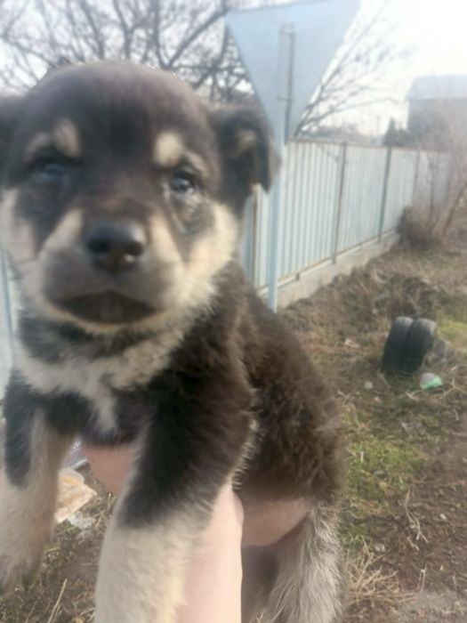 Отдам щенков , в хорошие руки