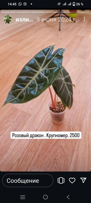 Продам герани сортовые