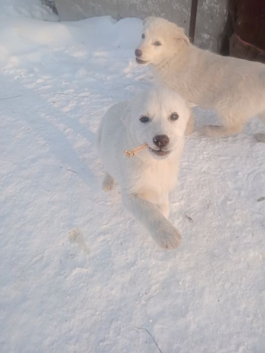 Отдам щенков, девочки