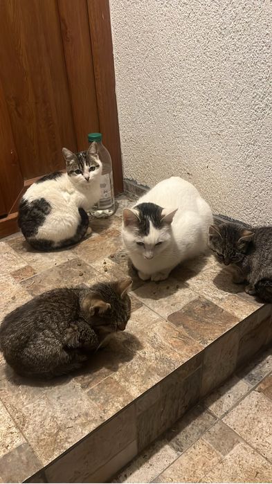 Donez pisici deparazitate, vaccinate