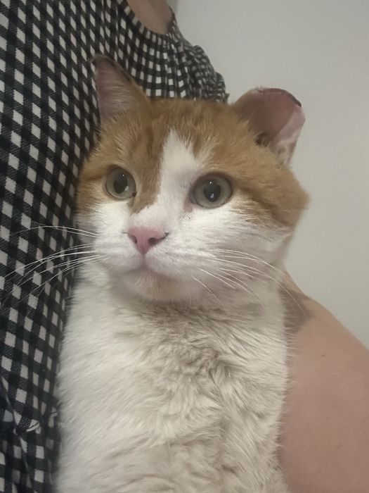 Красивый рыжий кот ищет дом