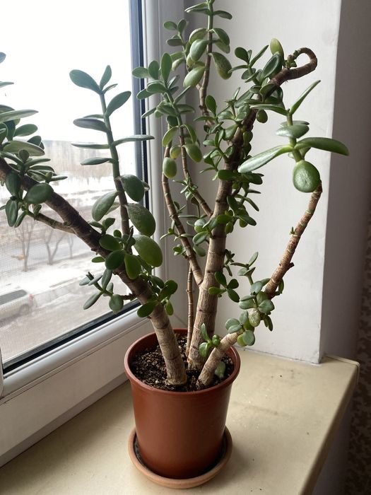 Денежный цветок